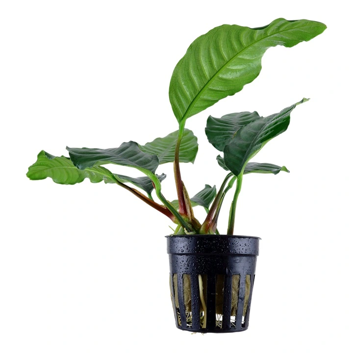 Tropica Akvarieplante i potte Anubias barteri coffeefolia